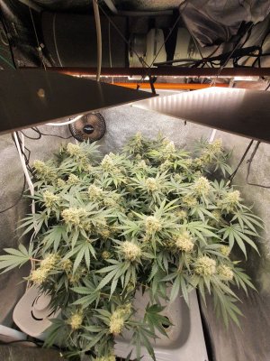 20230729_005142.jpg 20230729_005142.jpg