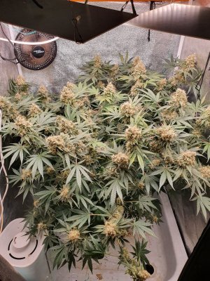 20230809_202320.jpg 20230809_202320.jpg