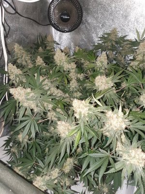 20230811_163507.jpg 20230811_163507.jpg