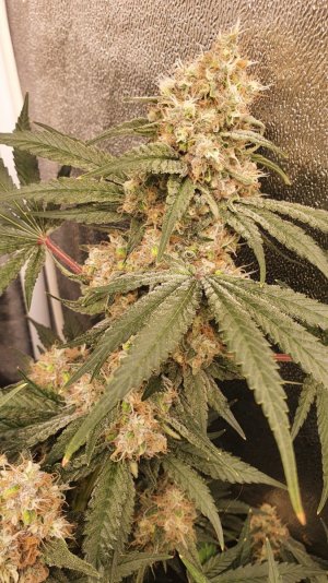 20230811_200142.jpg 20230811_200142.jpg