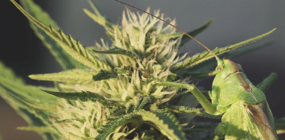 1692866408472.png 1692866408472.png