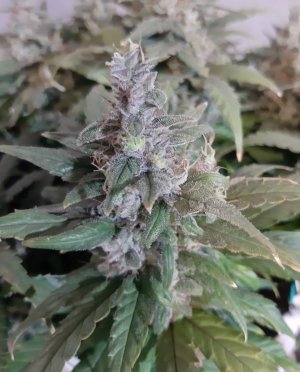 20230822_221000.jpg 20230822_221000.jpg