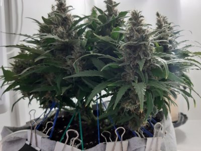 20230822_221209.jpg 20230822_221209.jpg