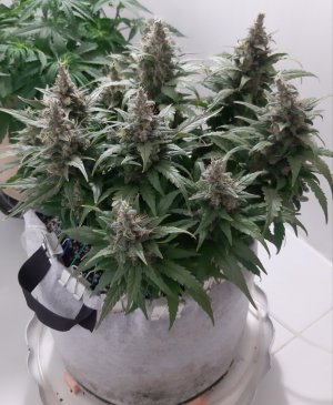 20230822_221420.jpg 20230822_221420.jpg