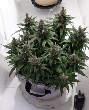 20230822_221737.jpg 20230822_221737.jpg