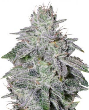 franco's lemon cheese.jpg