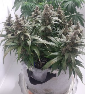 20230824_210358.jpg 20230824_210358.jpg