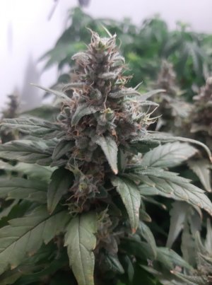 20230824_210435.jpg 20230824_210435.jpg