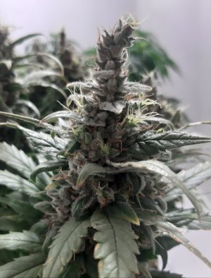 20230824_210333.jpg 20230824_210333.jpg