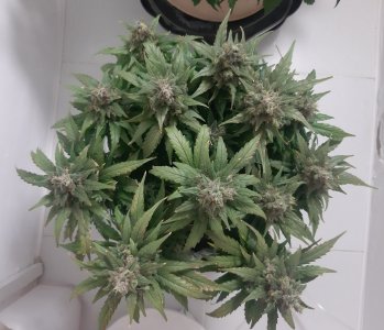 20230824_210602.jpg 20230824_210602.jpg