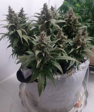 20230824_210517.jpg 20230824_210517.jpg