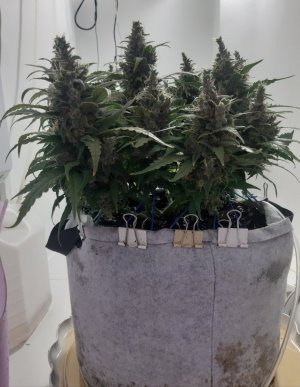 20230824_210931.jpg 20230824_210931.jpg