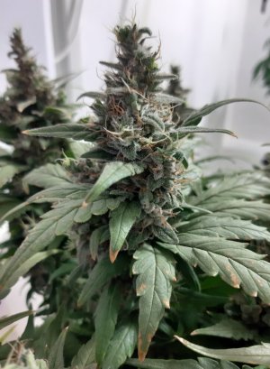 20230824_210902.jpg 20230824_210902.jpg