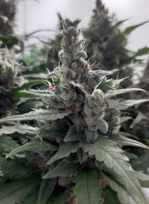 20230824_210845.jpg 20230824_210845.jpg