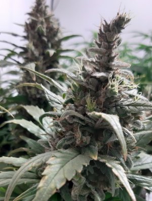 20230824_211028.jpg 20230824_211028.jpg