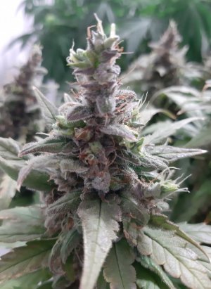 20230824_211415.jpg 20230824_211415.jpg