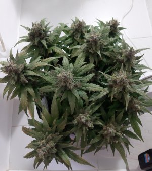 20230826_114611.jpg 20230826_114611.jpg