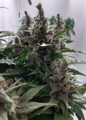 20230826_114447.jpg 20230826_114447.jpg