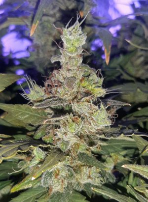 20230826_114937.jpg 20230826_114937.jpg