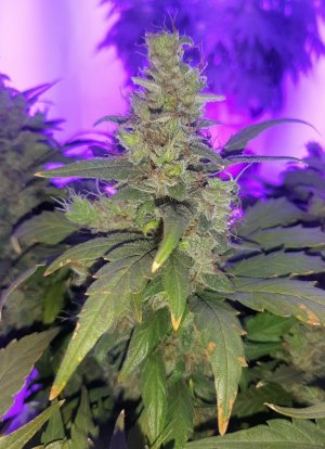 20230826_114843.jpg 20230826_114843.jpg