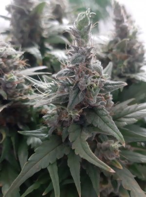 20230826_114738.jpg 20230826_114738.jpg