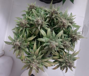 20230826_115022.jpg 20230826_115022.jpg