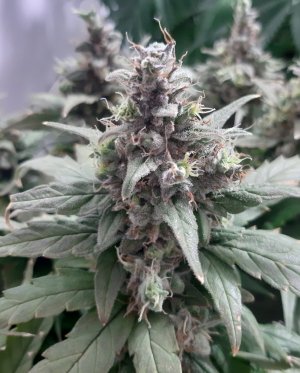 20230826_115203.jpg 20230826_115203.jpg