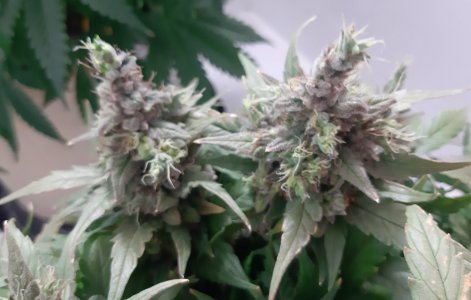 20230826_115035.jpg 20230826_115035.jpg