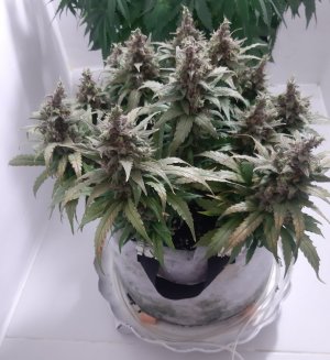 20230826_115922.jpg 20230826_115922.jpg