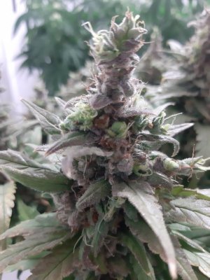 20230826_115950.jpg 20230826_115950.jpg