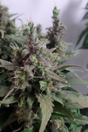 20230804_170055.jpg 20230804_170055.jpg