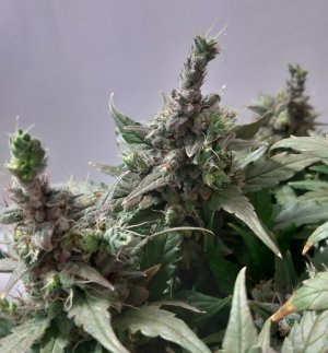 20230826_115905.jpg 20230826_115905.jpg