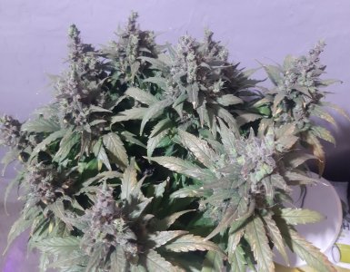 20230827_173734.jpg 20230827_173734.jpg