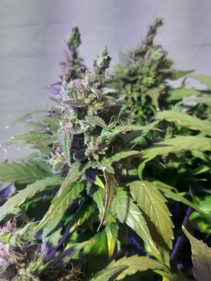 20230827_173712.jpg 20230827_173712.jpg