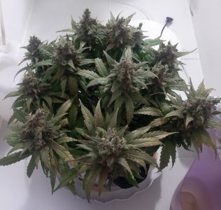 20230827_173615.jpg 20230827_173615.jpg