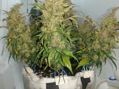 20230827_173333.jpg 20230827_173333.jpg