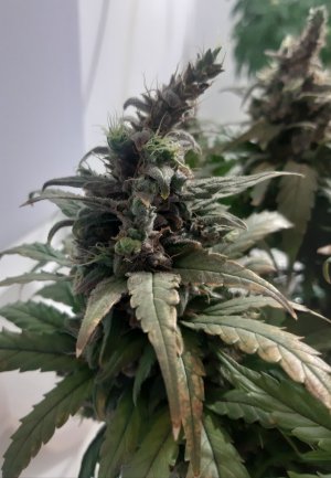 20230827_173505.jpg 20230827_173505.jpg