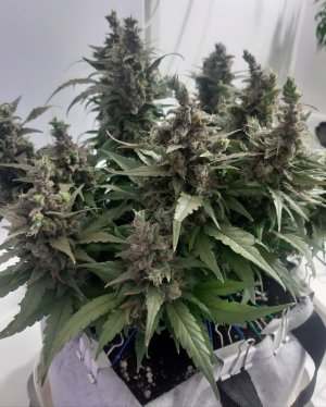 20230827_173404.jpg 20230827_173404.jpg