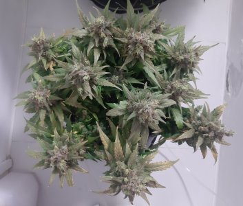 20230827_211020.jpg 20230827_211020.jpg