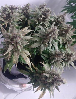 20230827_210939.jpg 20230827_210939.jpg