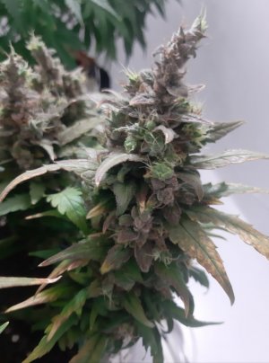 20230827_211213.jpg 20230827_211213.jpg