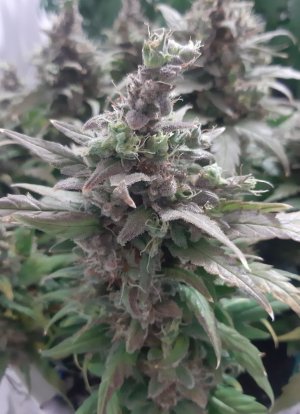 20230827_211156.jpg 20230827_211156.jpg