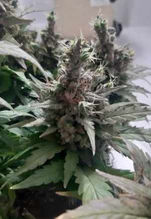 20230827_211121.jpg 20230827_211121.jpg