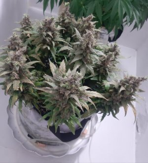 20230827_211234.jpg 20230827_211234.jpg