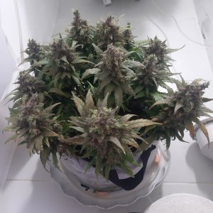 20230827_212020.jpg 20230827_212020.jpg