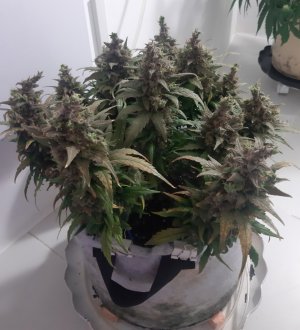 20230827_212007.jpg 20230827_212007.jpg