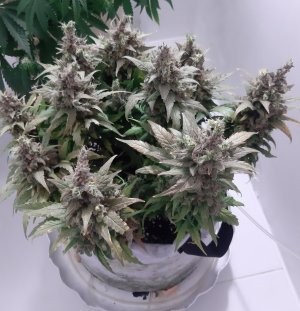 20230827_223741.jpg 20230827_223741.jpg