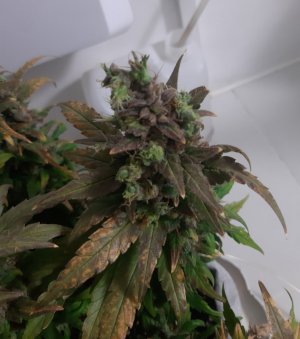 20230827_224708.jpg 20230827_224708.jpg