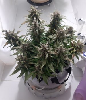 20230827_220716.jpg 20230827_220716.jpg