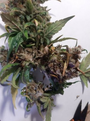 20230827_224354.jpg 20230827_224354.jpg